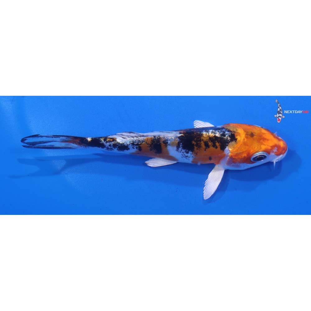 4.5” Imported Heisei Nishiki