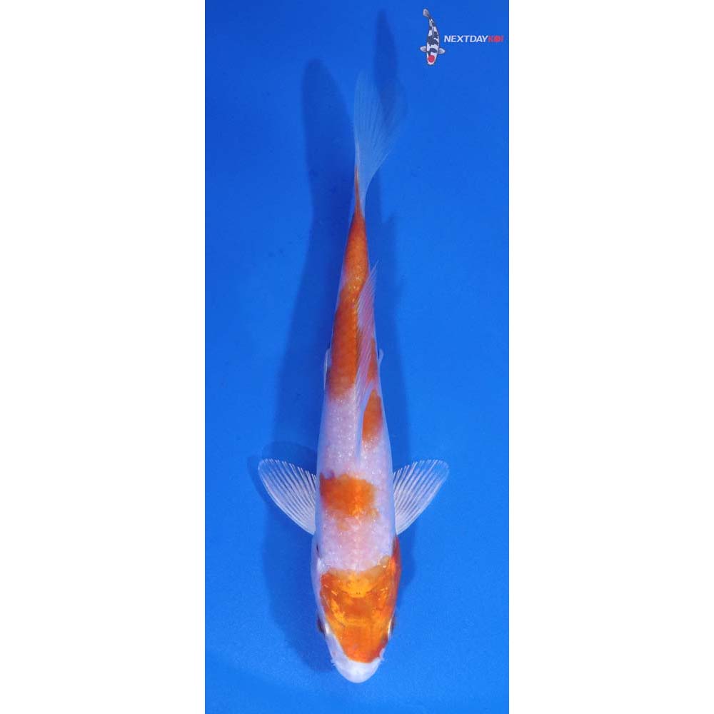 4.5” Imported Hariwake