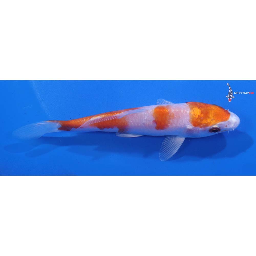 4.5” Imported Hariwake