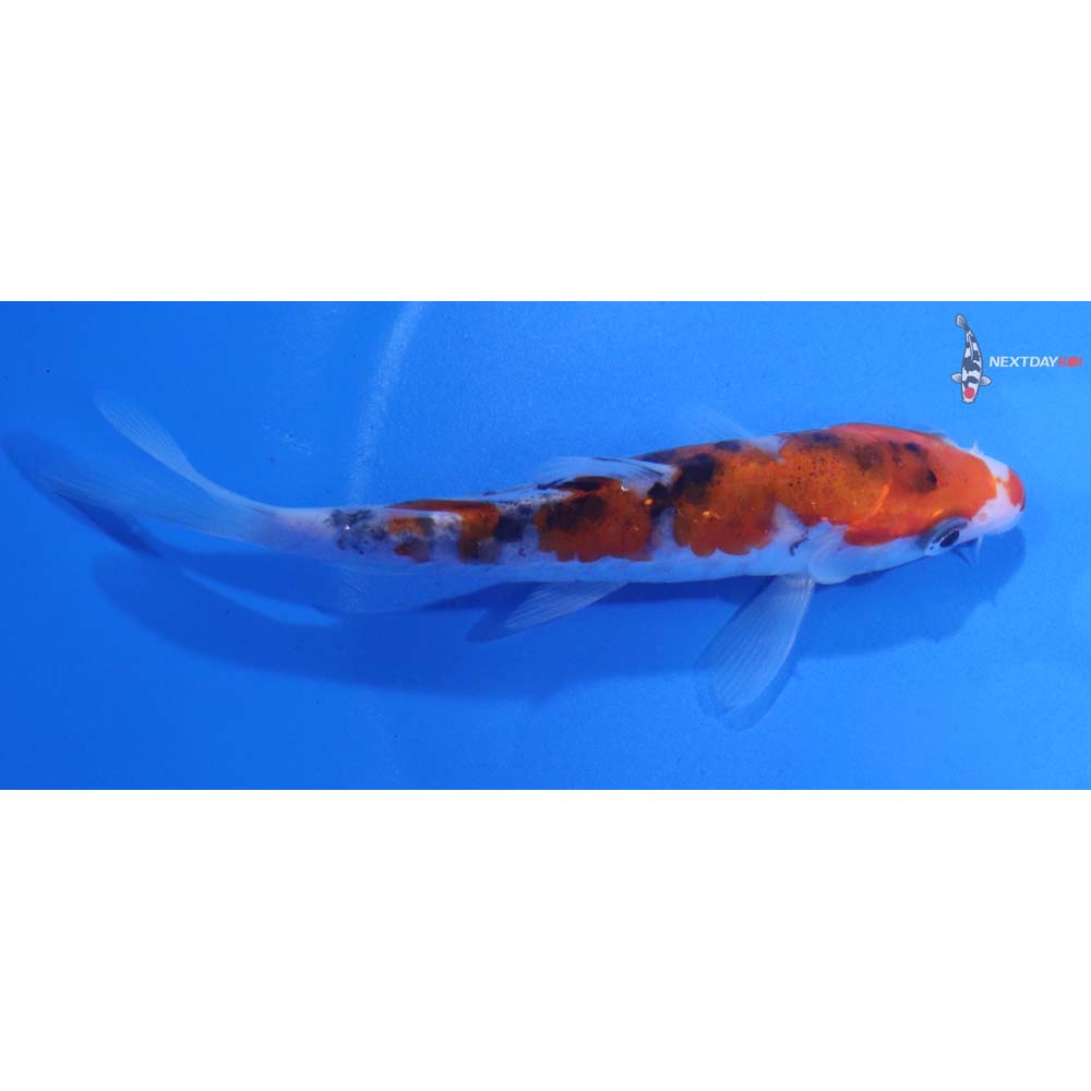 4.5” Imported Armor Scaled Sanke