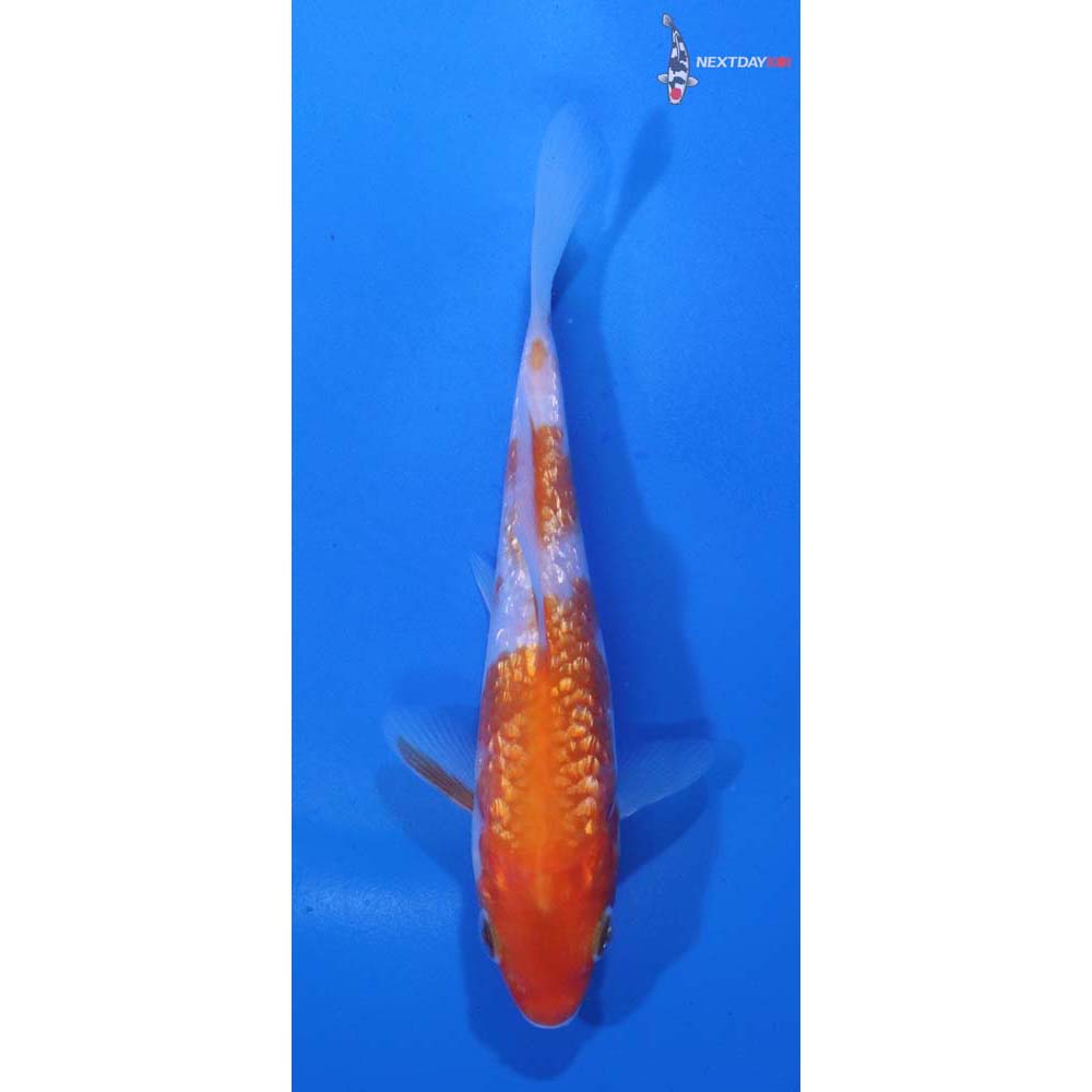 4.5” Imported Gin Rin Kohaku