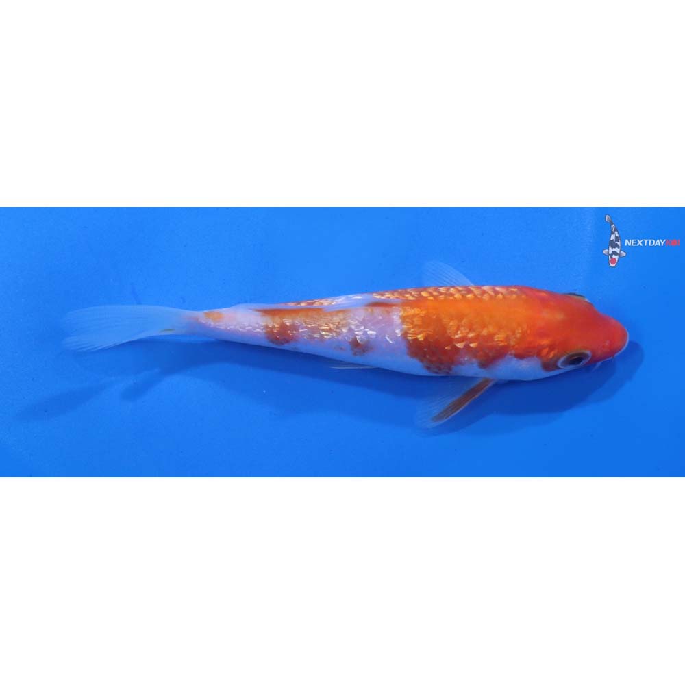 4.5” Imported Gin Rin Kohaku