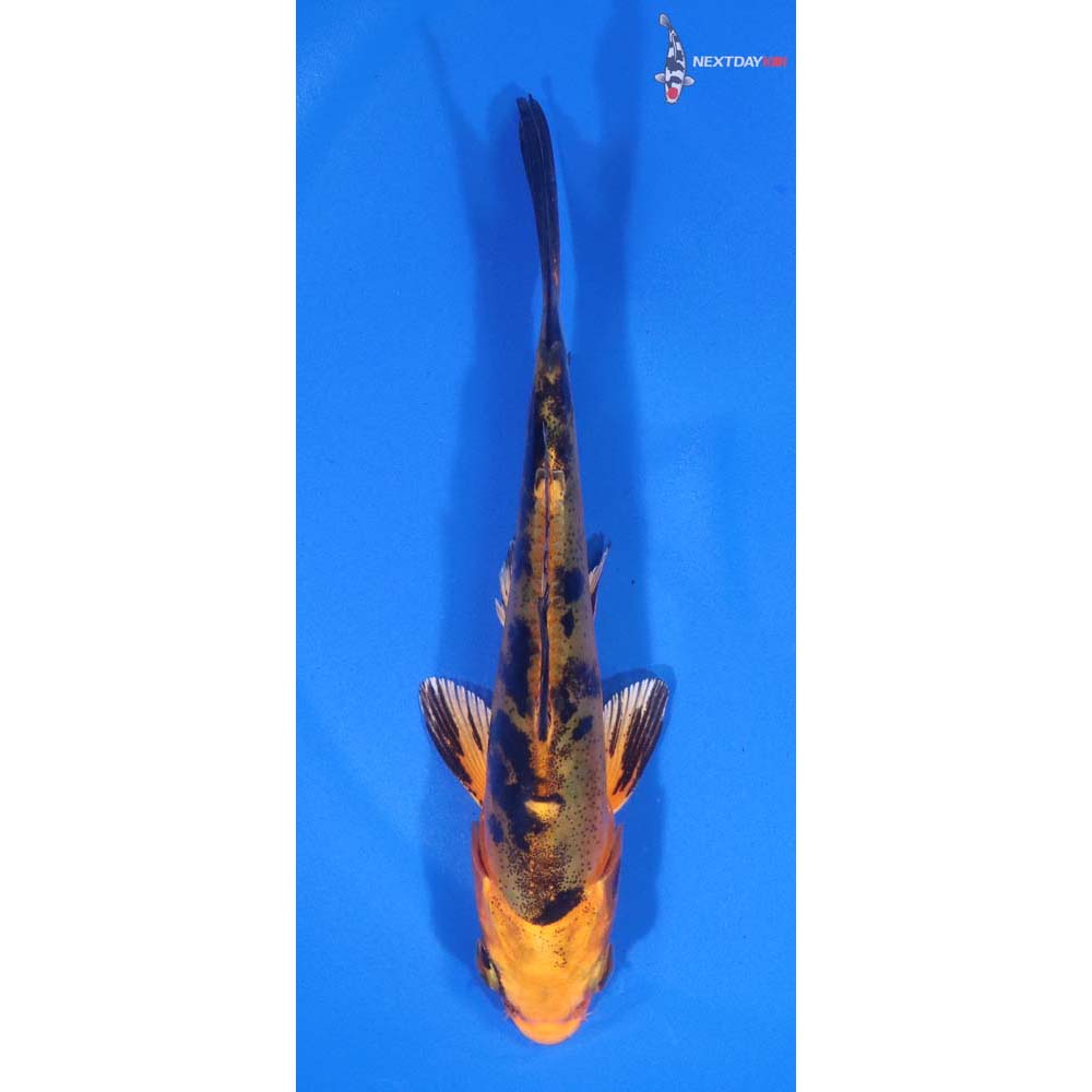 4.5” Imported Doitsu Kin Aka Bekko