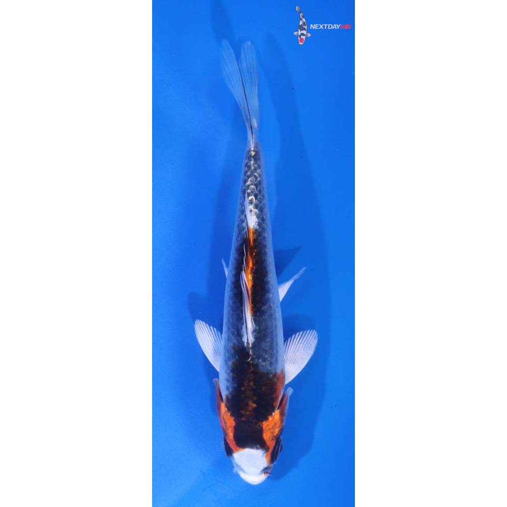 5” Imported Kujaku
