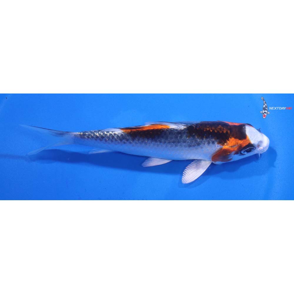 5” Imported Kujaku