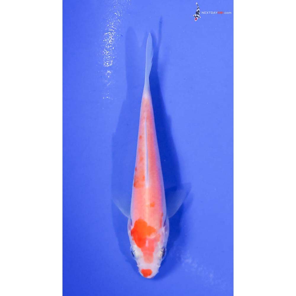 3.5” Imported Kohaku