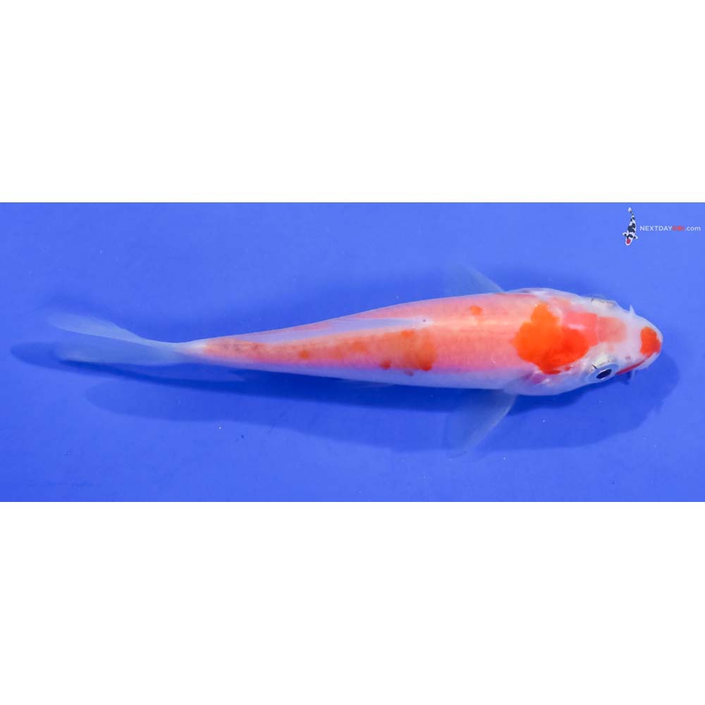 3.5” Imported Kohaku