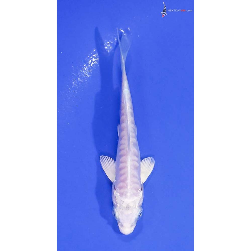 3.5” Imported Doitsu Platinum Ogon