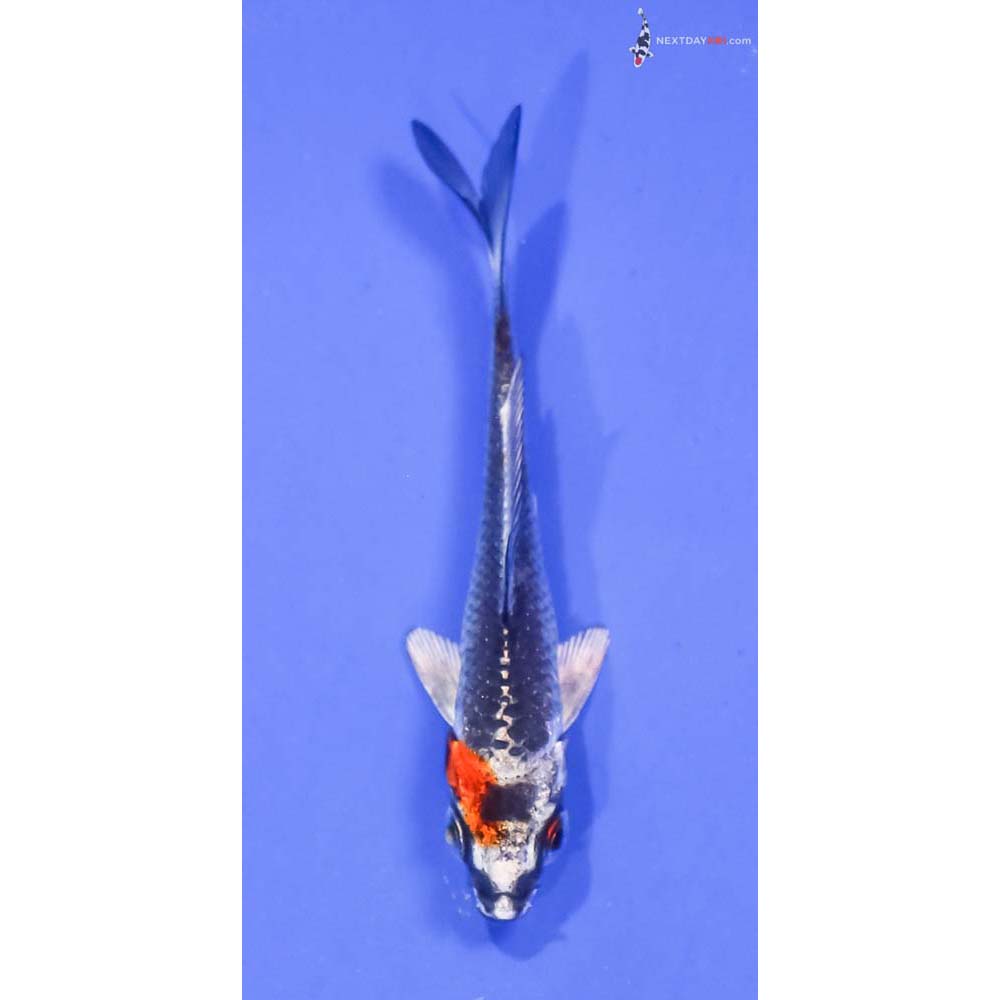 3” Imported Kujaku