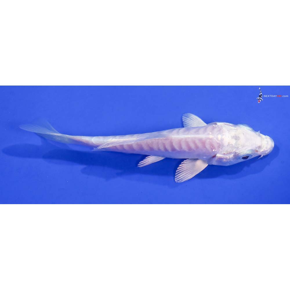 3.5” Imported Doitsu Platinum Ogon