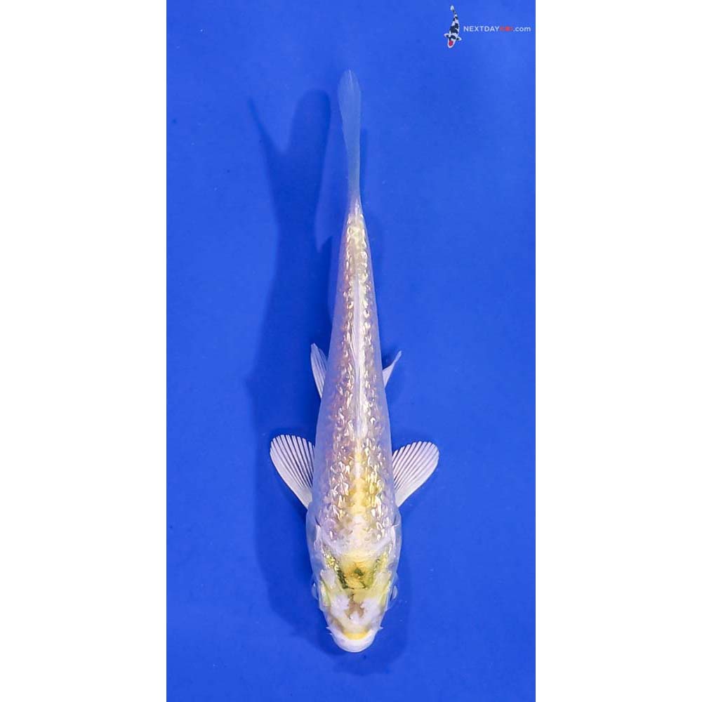 3.5” Imported Gin Rin Lemon Hariwake