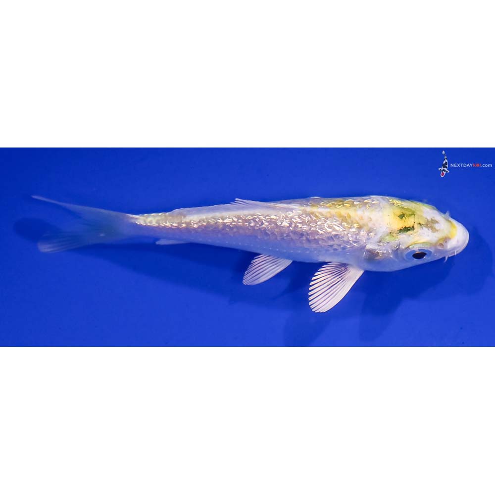 3.5” Imported Gin Rin Lemon Hariwake