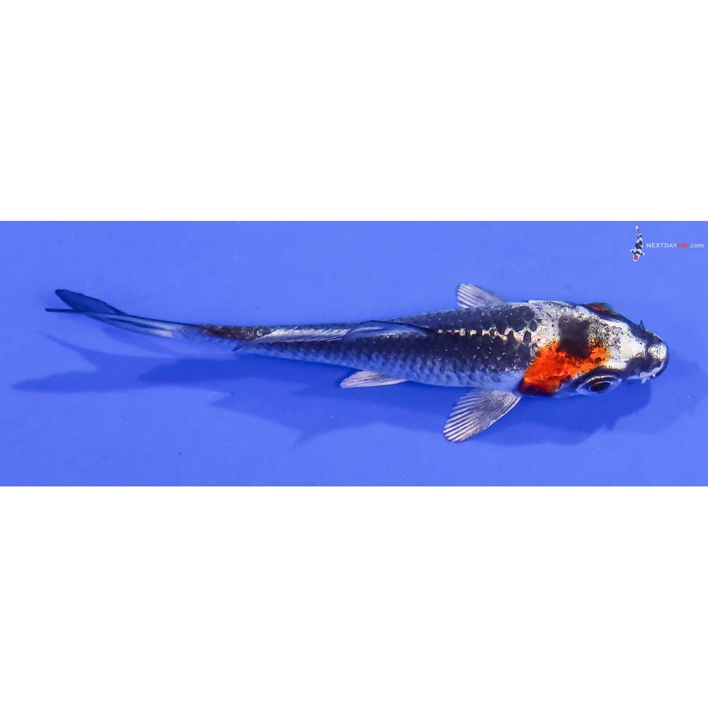 3” Imported Kujaku