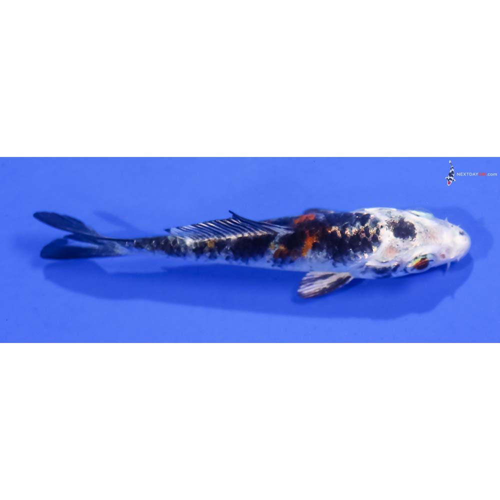 3.5” Imported Yamato Nishiki