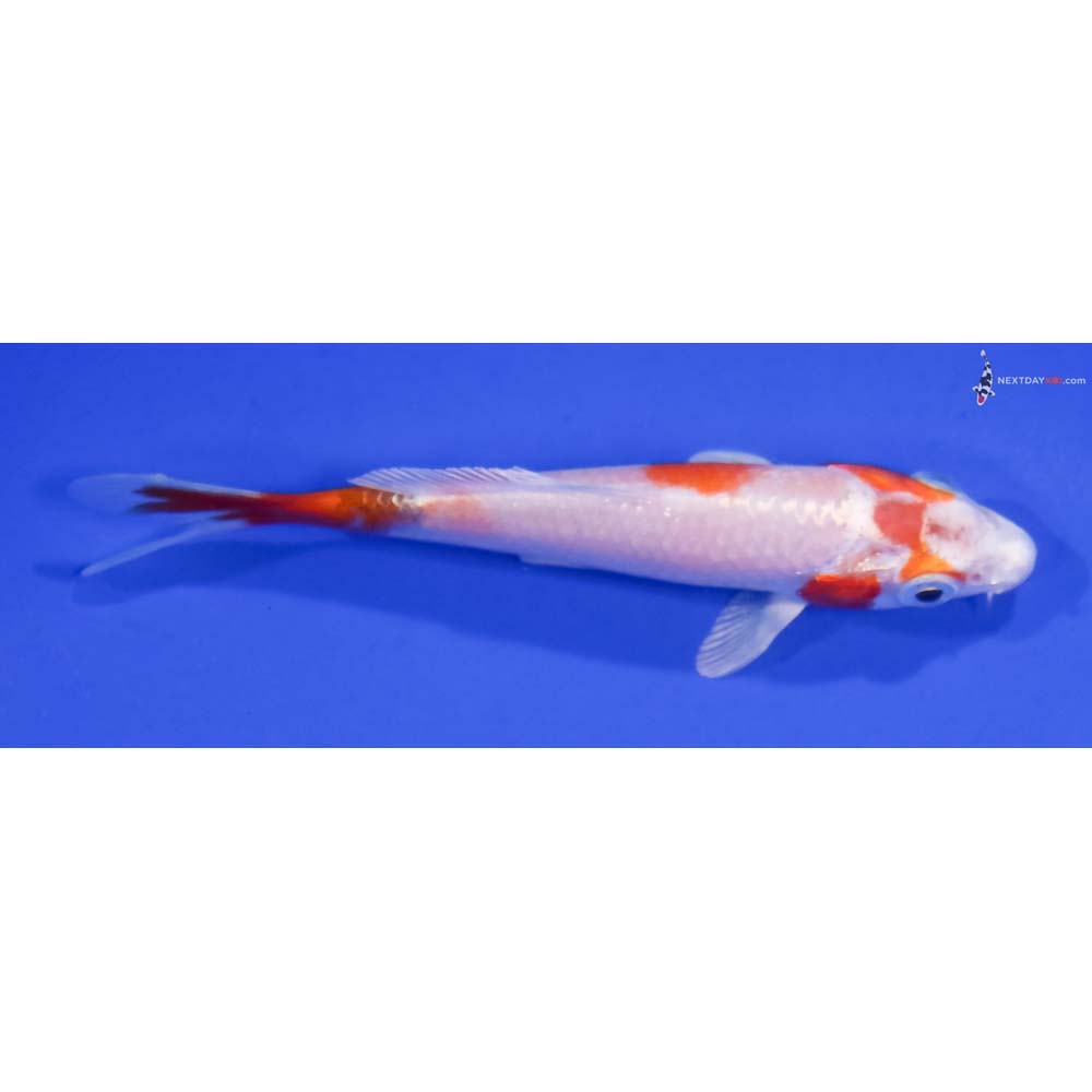 3.5” Imported Hariwake