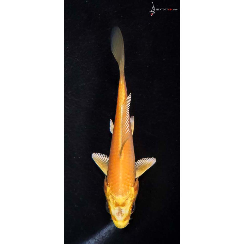 3.5” Imported Yamabuki Ogon
