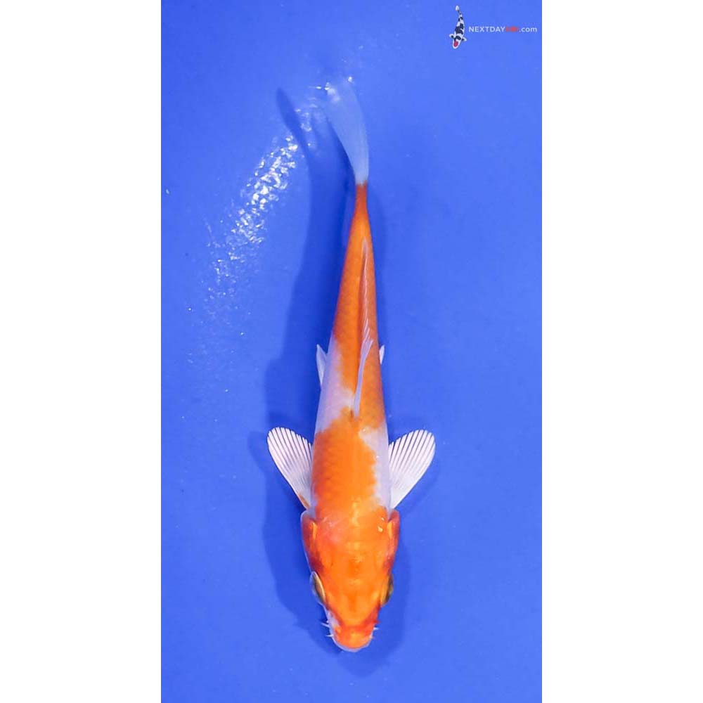 3” Imported Hariwake