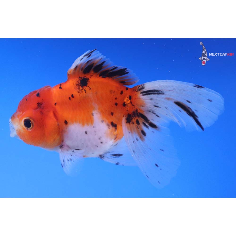 4” Imported Calico Oranda
