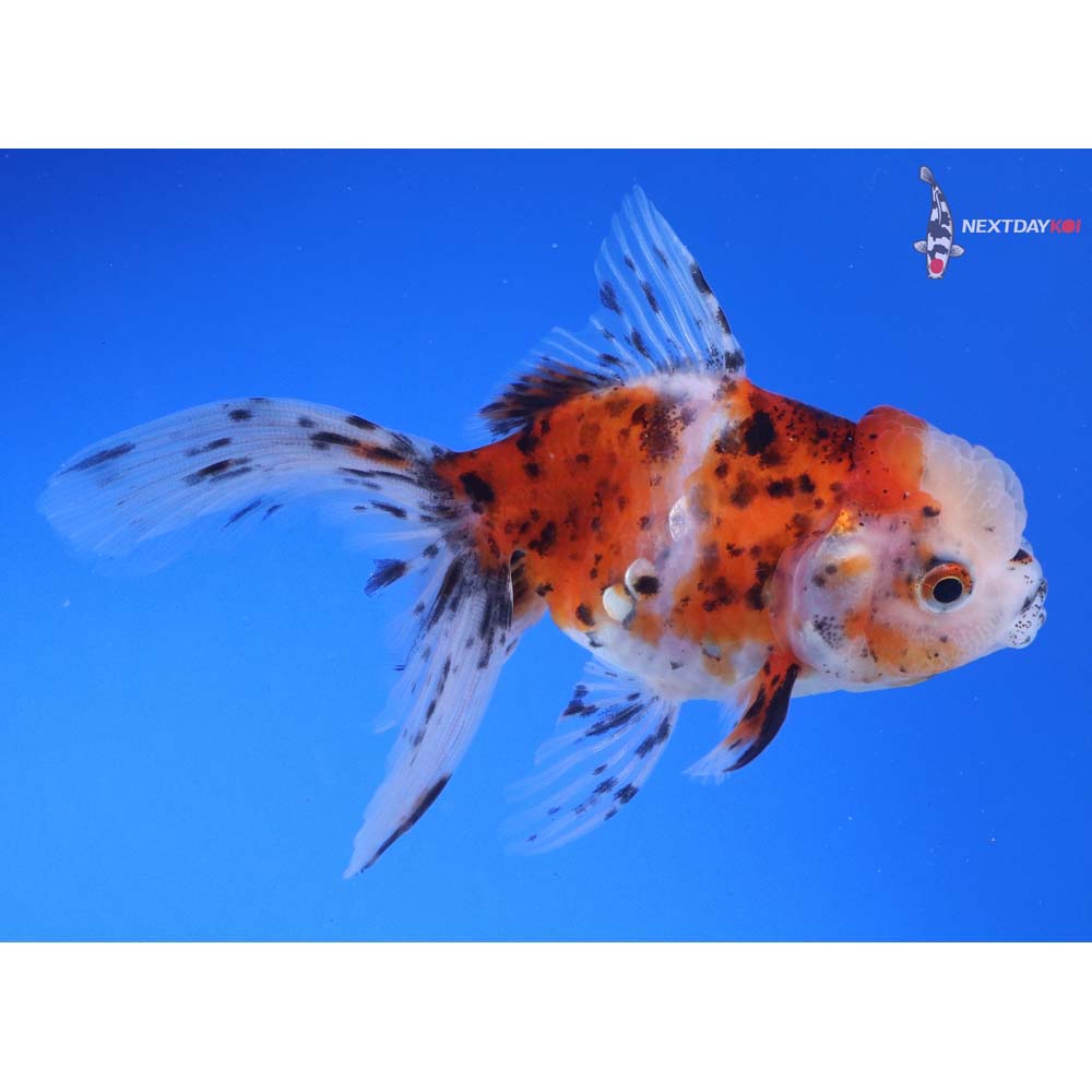 4” Imported Calico Oranda