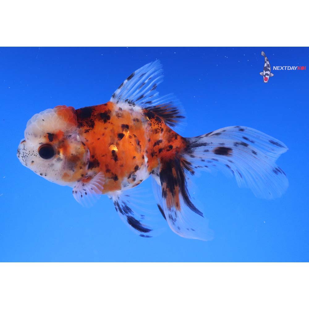 4” Imported Calico Oranda