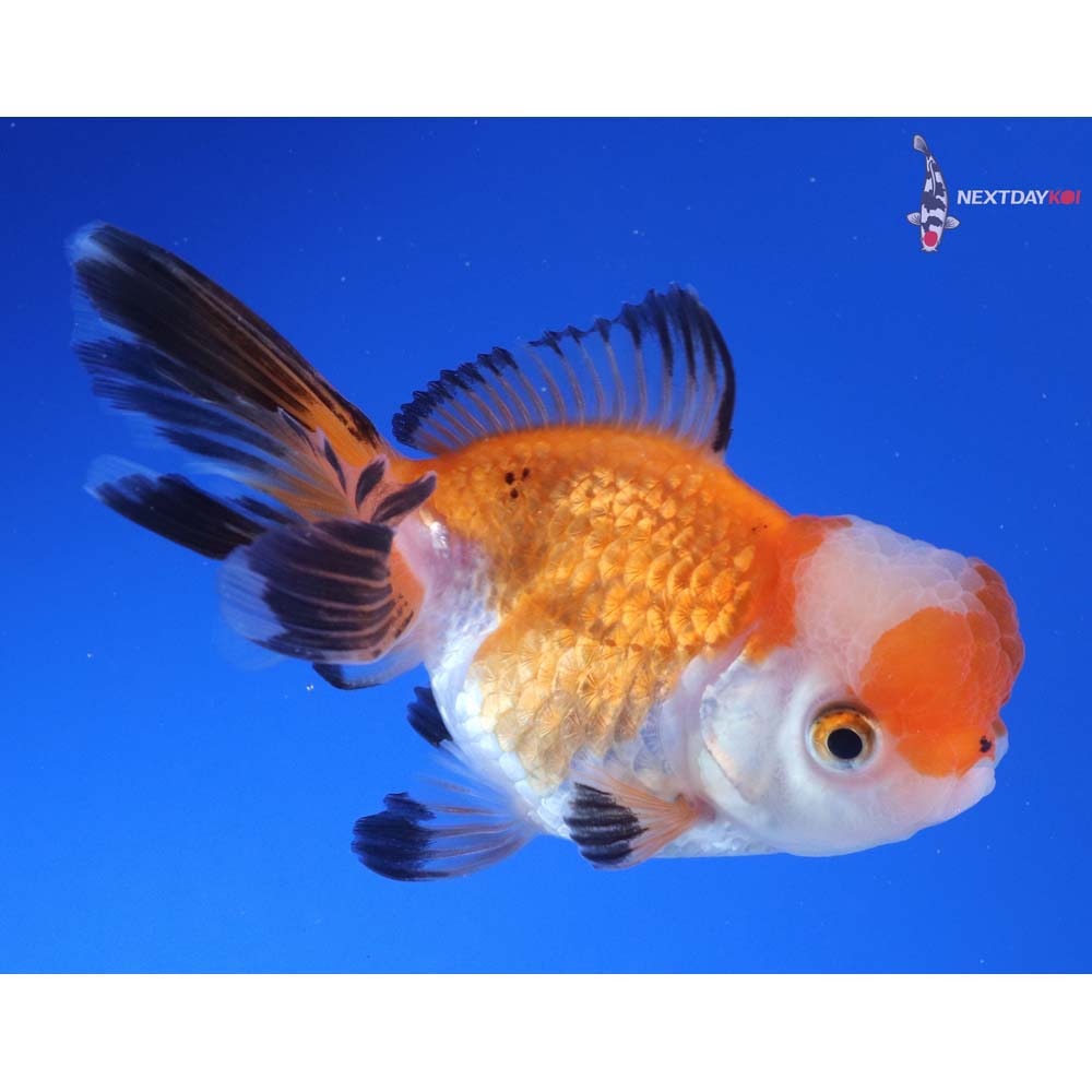 3.5” Imported Tri Color Oranda