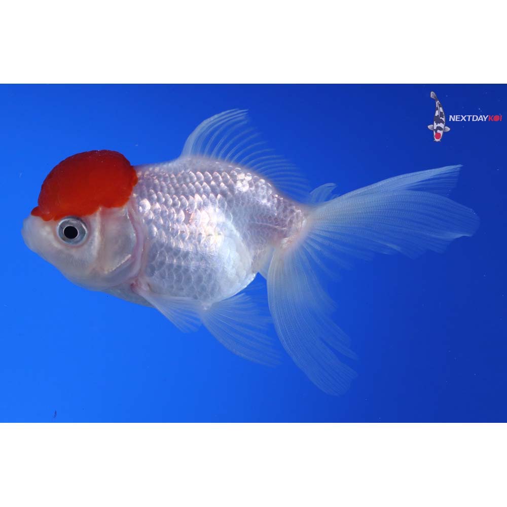 4” Imported Redcap Oranda