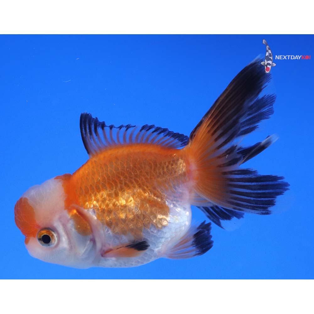 3.5” Imported Tri Color Oranda