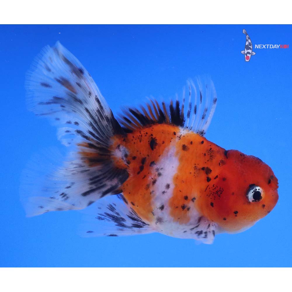 4” Imported Calico Oranda