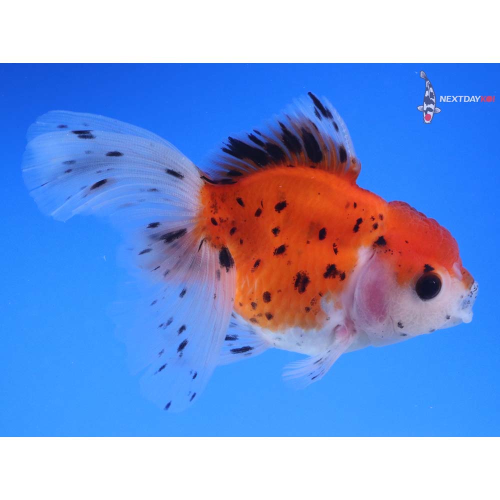 4” Imported Calico Oranda