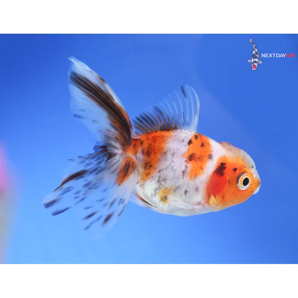 3” Imported Calico Oranda