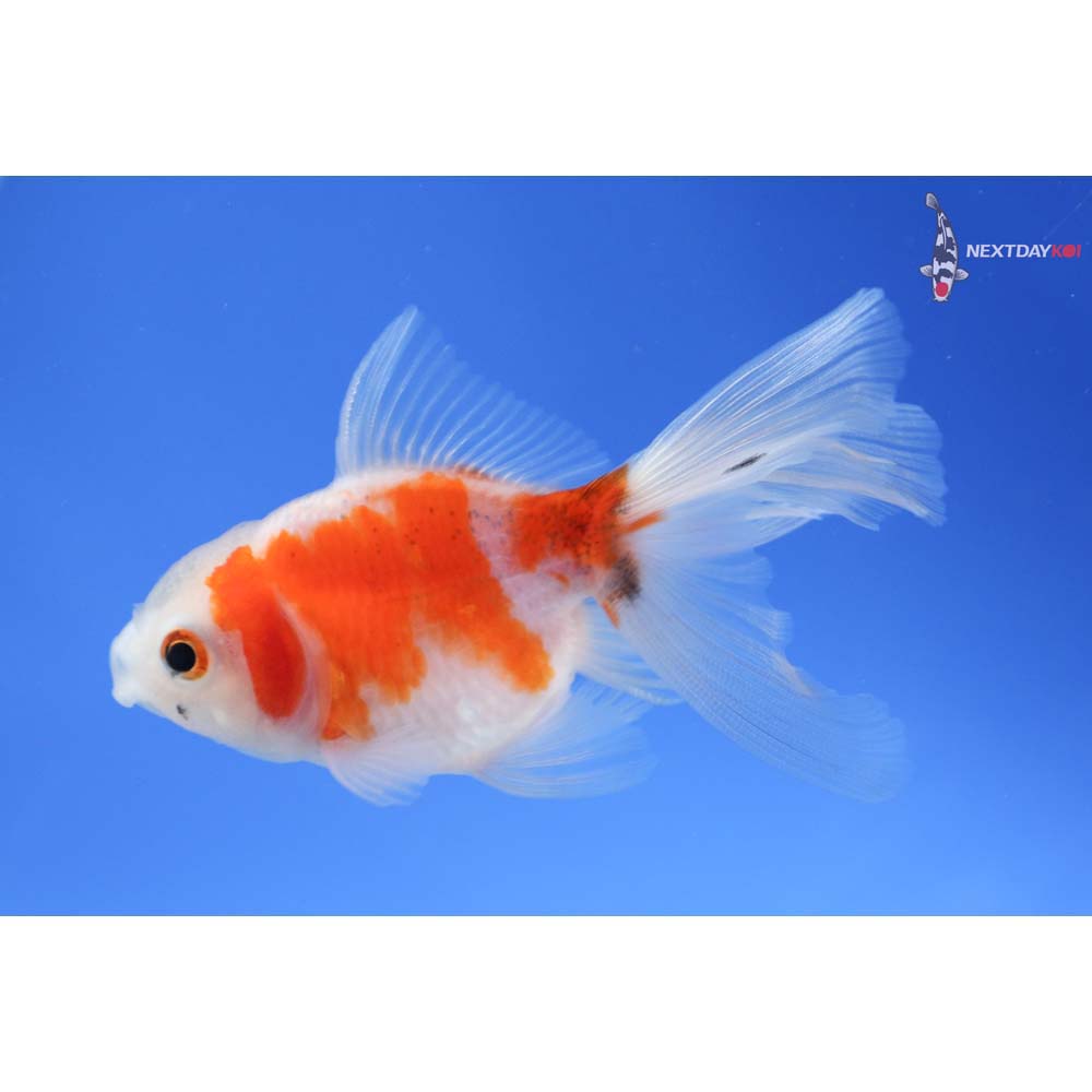 3” Imported Red and White Oranda