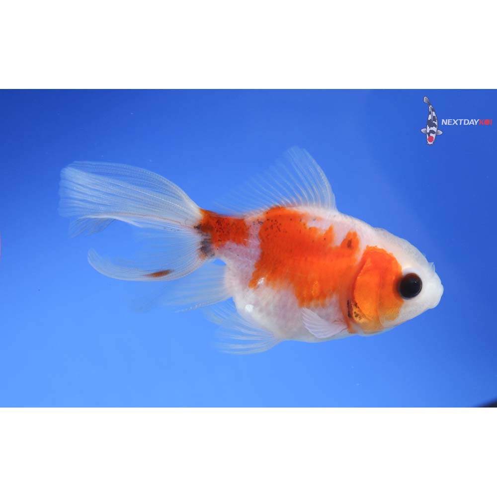 3” Imported Red and White Oranda