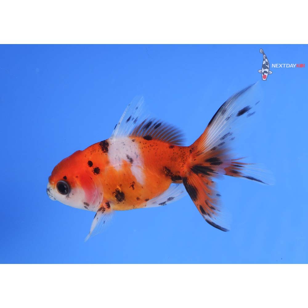 3” Imported Calico Oranda