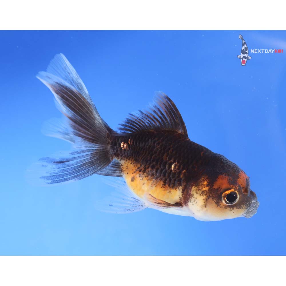 3” Imported Bronze Oranda