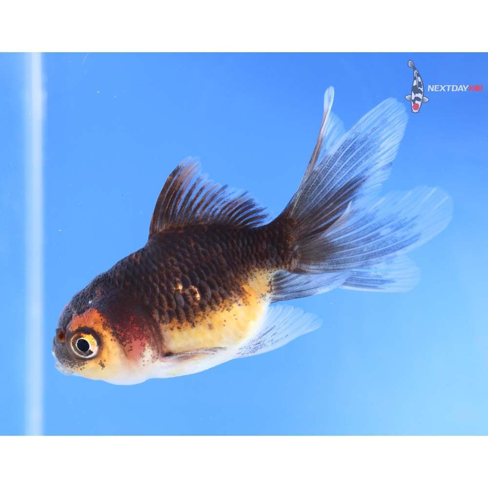 3” Imported Bronze Oranda