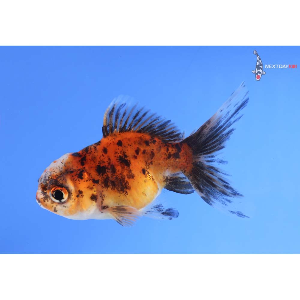3” Imported Calico Oranda