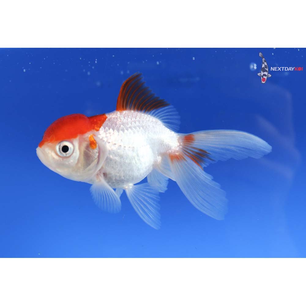 3.5” Imported Red and White Oranda