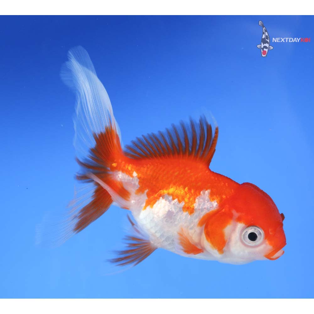3.5” Imported Red and White Oranda