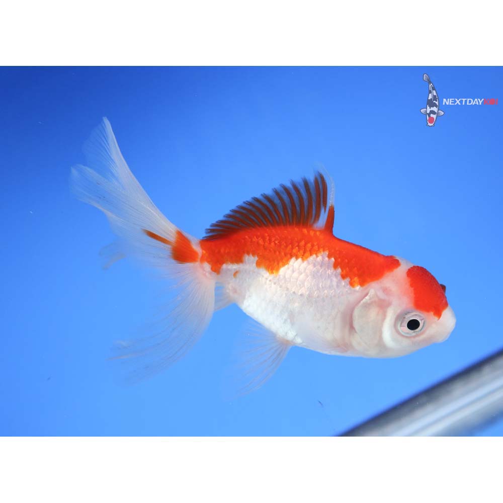 3.5” Imported Red and White Oranda