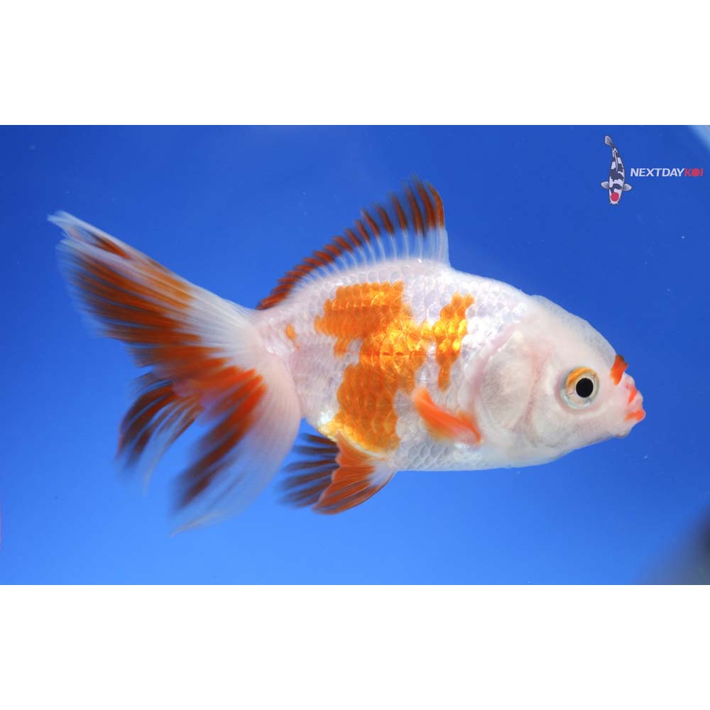 3.5” Imported Red and White Oranda