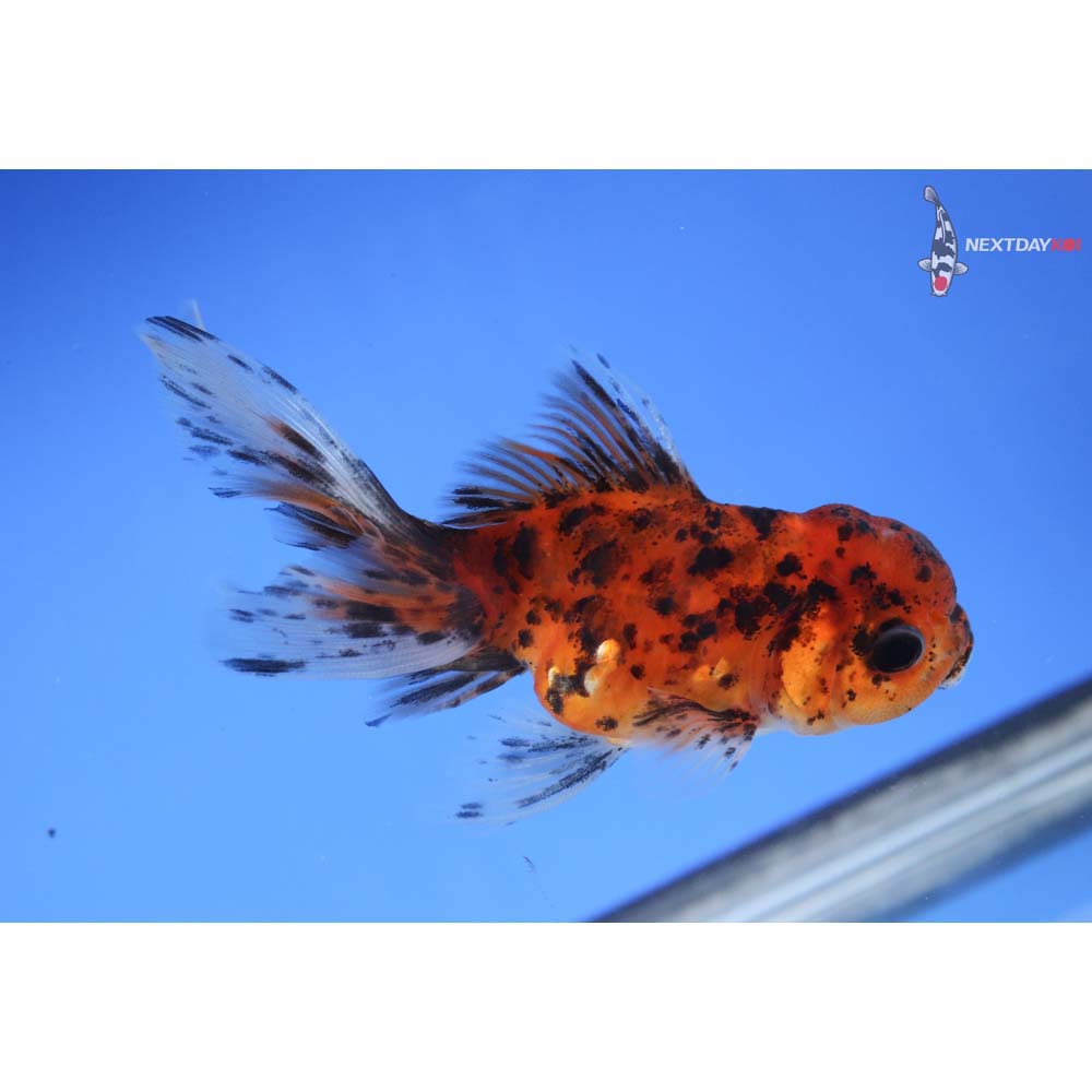 3.5” Imported Calico Oranda