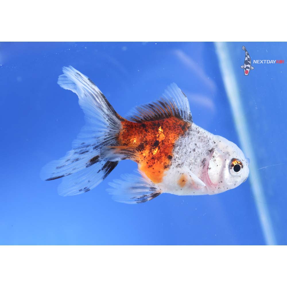 3” Imported Calico Oranda