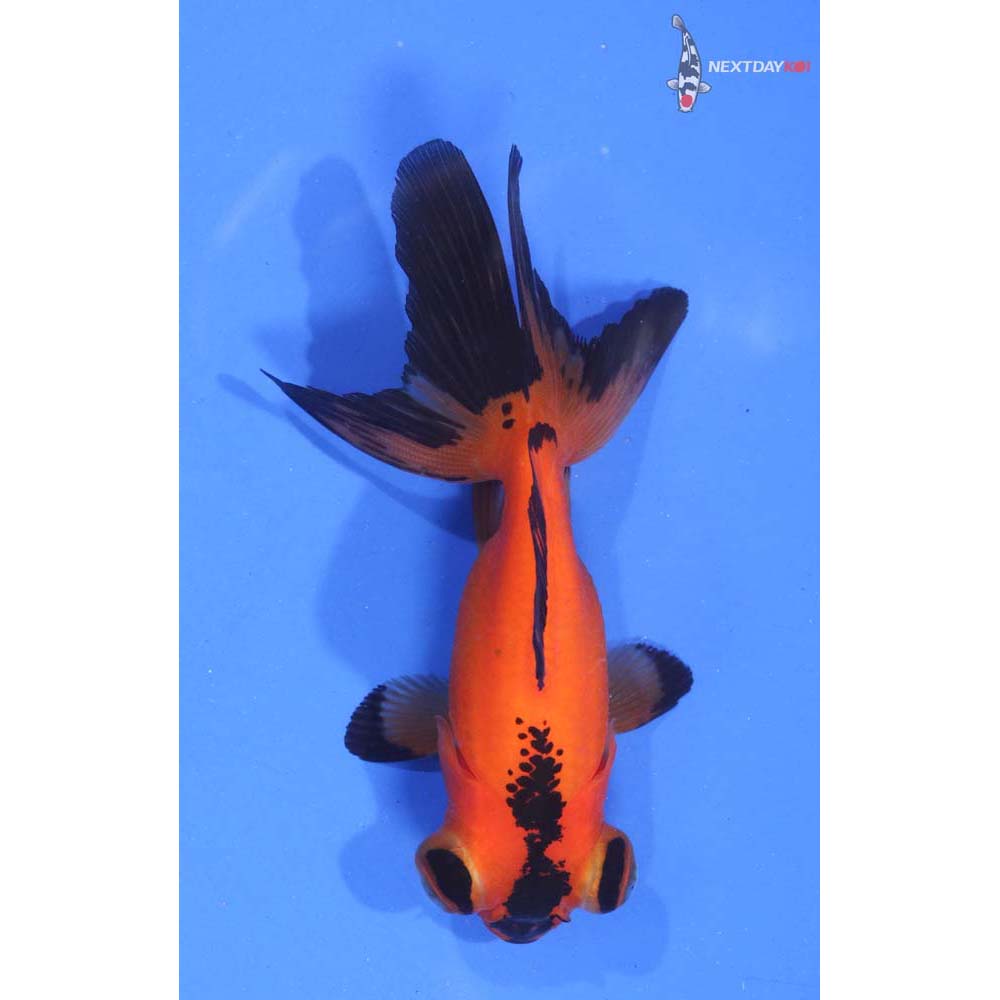 3.5” Imported Red and Black Telescope Fantail