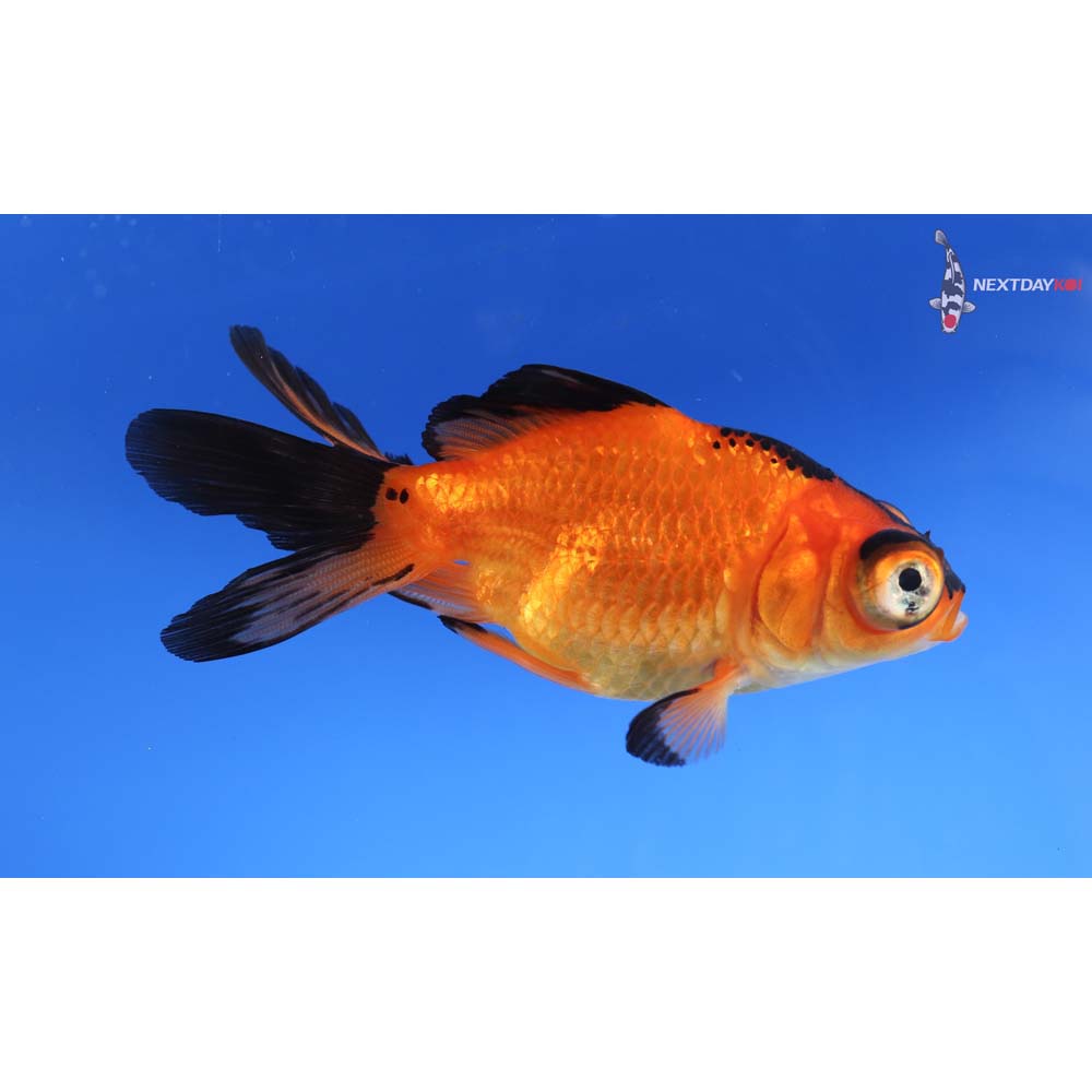 3.5” Imported Red and Black Telescope Fantail