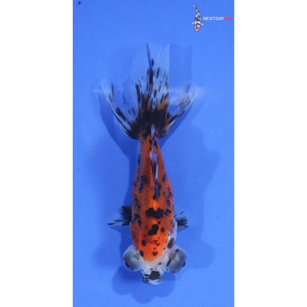 3.5” Imported Calico Telescope Fantail