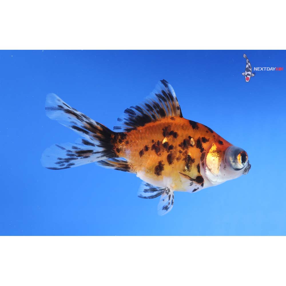 3.5” Imported Calico Telescope Fantail