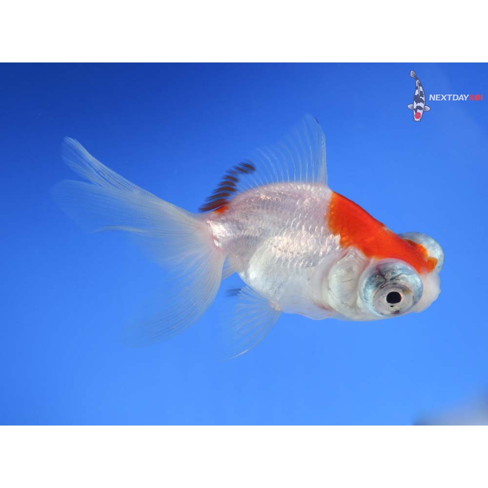 3.5” Imported Red and White Telescope Fantail
