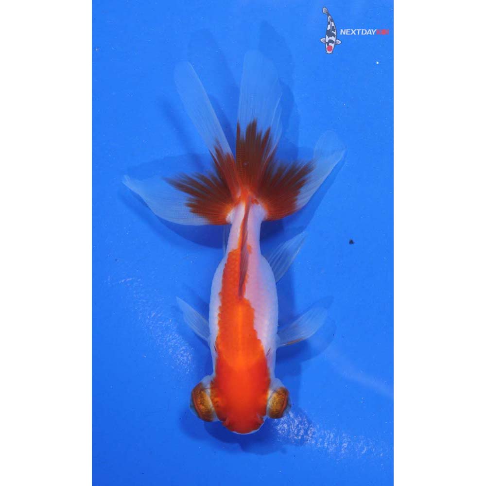 3.5” Imported Red and White Telescope Fantail