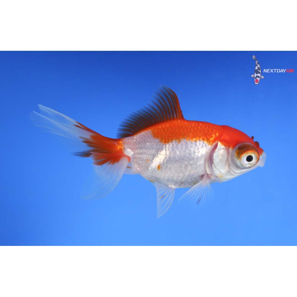3.5” Imported Red and White Telescope Fantail