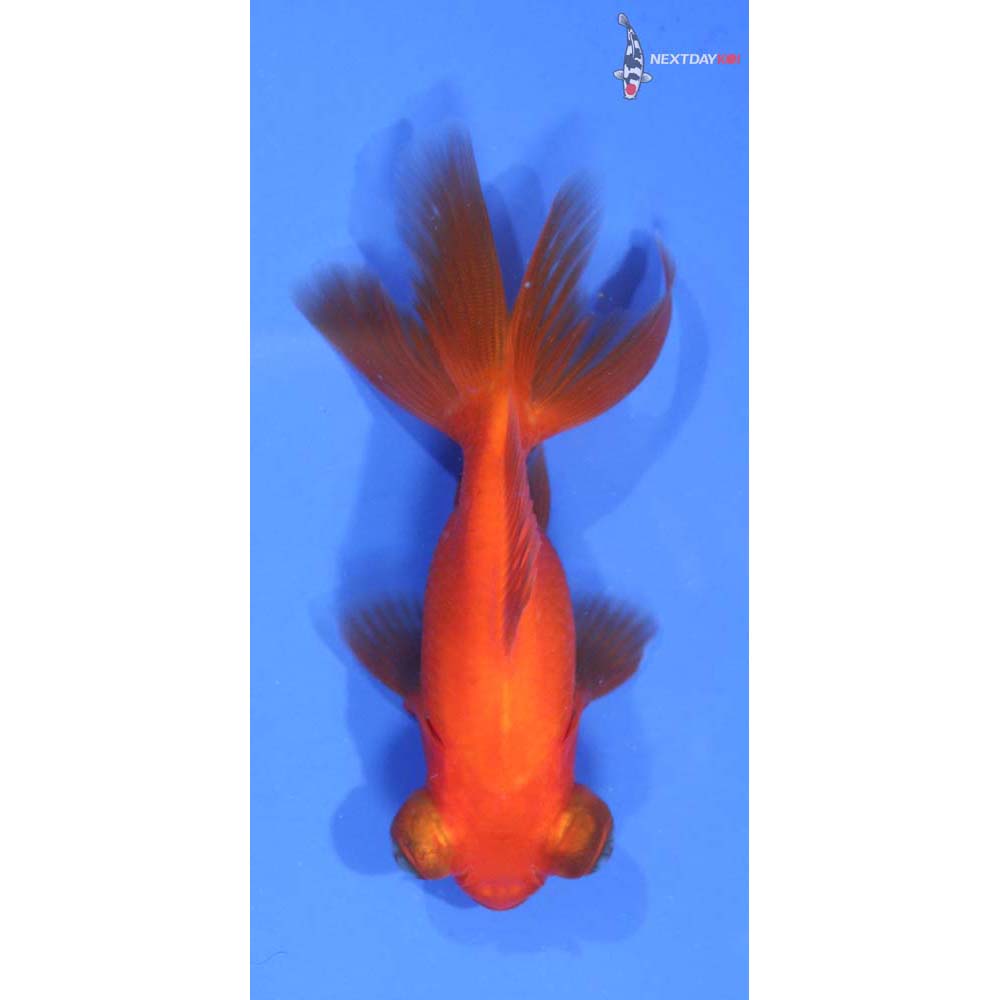 3.5” Imported Red Telescope Fantail